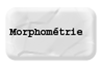 Morphometrie